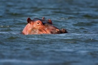 Hroch obojzivelny - Hippopotamus amphibius - Hippopotamus o2953